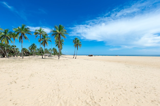 Plage tropicale au Sri Lanka