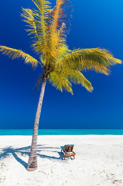 Plage tropicale aux Maldives avec palmiers et lagon accueillant et animé