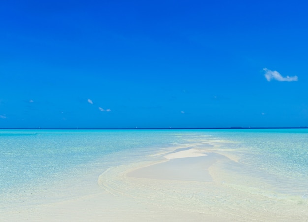 Plage tropicale aux Maldives avec quelques palmiers et lagon bleu