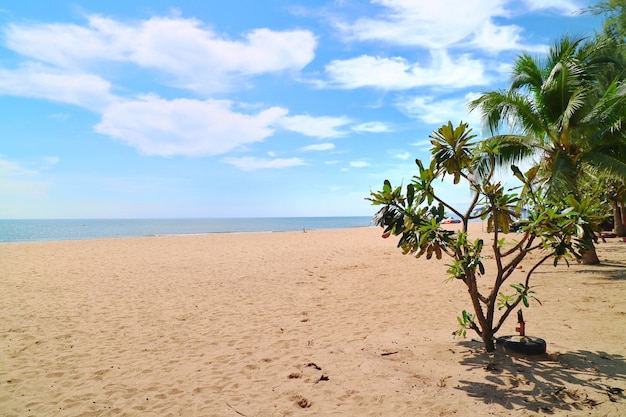 Plage tropicale avec cocotier le matin d&#39;été. Nature et voyages.