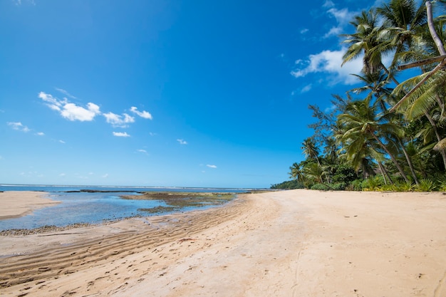 Plage tropicale avec cocotiers sur l'île de Boipeba à Bahia au Brésil.