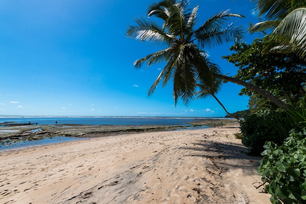 Plage tropicale avec cocotiers sur l'île de Boipeba à Bahia au Brésil.