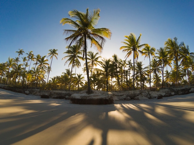 Plage tropicale déserte avec cocotiers au coucher du soleil.