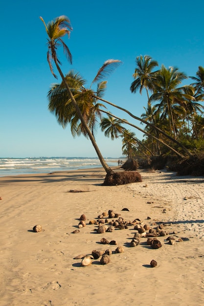 Plage tropicale déserte avec cocotiers au coucher du soleil.