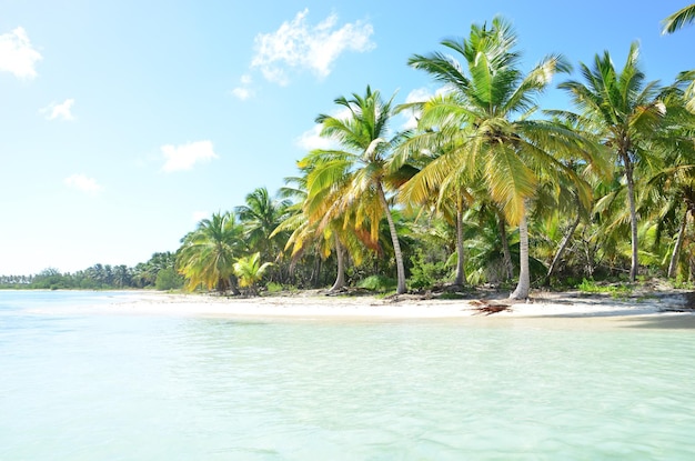 Plage tropicale en Dominicaine