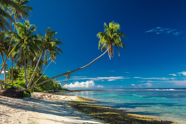 Plage tropicale du côté sud de l'île de Samoa avec des cocotiers