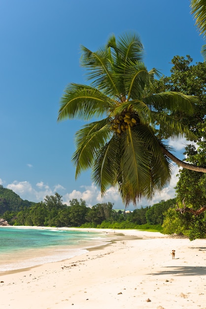 Plage tropicale à l'île de Mahé aux Seychelles