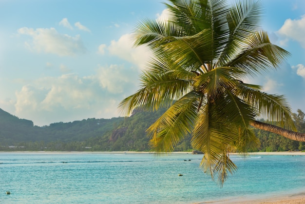 Plage tropicale à l'île de Mahé aux Seychelles.