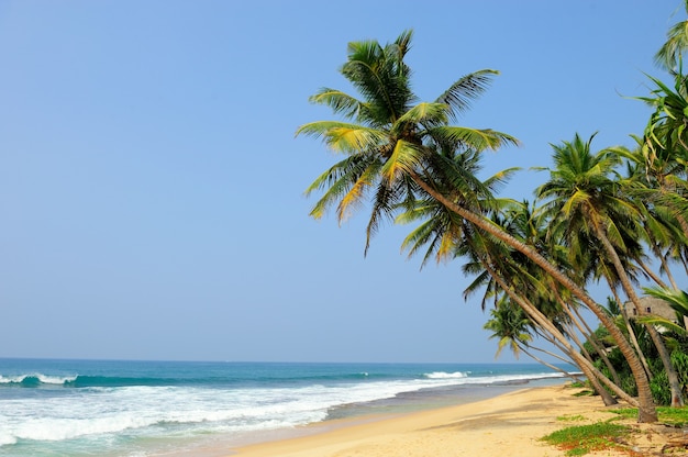 Plage tropicale avec palmier au Sri Lanka