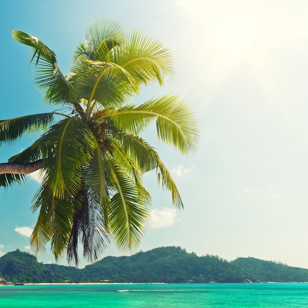 Plage tropicale avec palmier