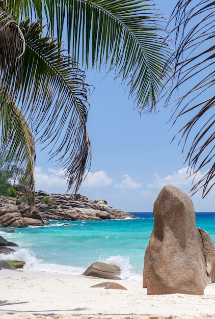 plage tropicale avec palmiers