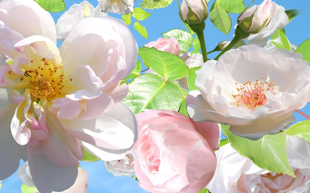 plage tropicale rose blanc fleurs jaunes et palmier ciel bleu et plage d'eau de mer verte