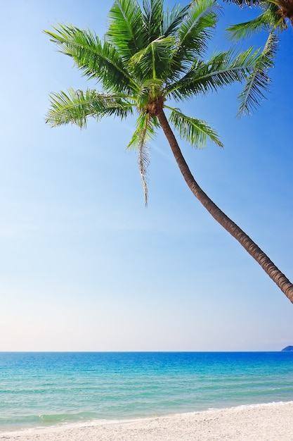 Plage tropicale de sable blanc avec palmiers.