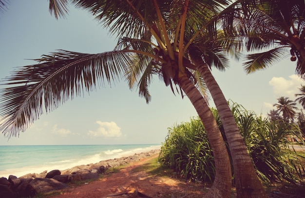 Plage tropicale sérénité, filtre Instagram