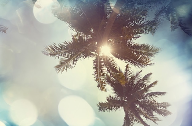 Plage tropicale sérénité, filtre Instagram