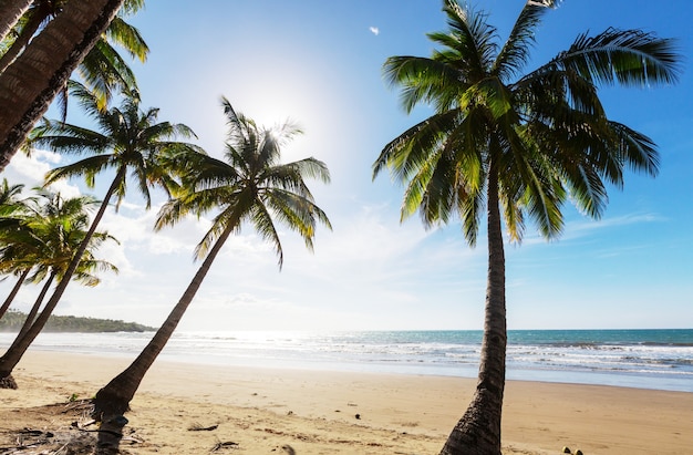 Plage tropicale sérénité