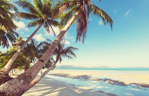 Plage tropicale sérénité