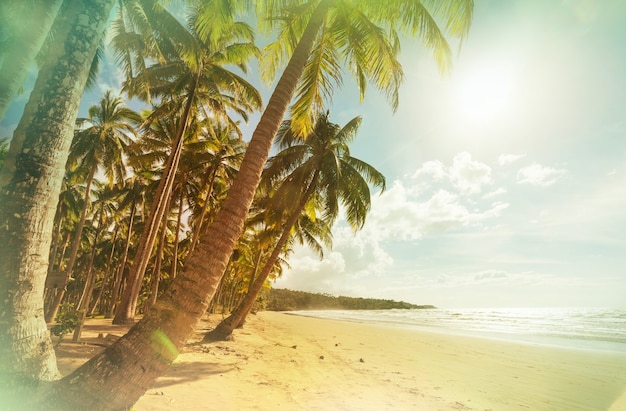 Plage tropicale sérénité