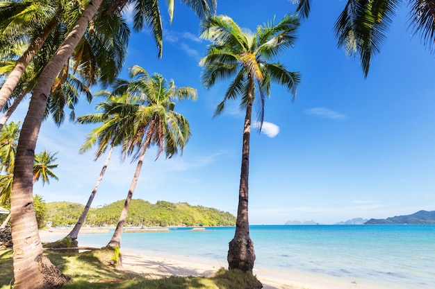 Plage tropicale sérénité