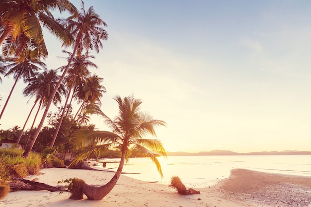 Plage tropicale sérénité