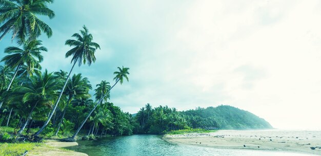 Plage tropicale sérénité