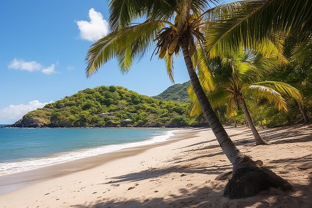 Plage tropicale avec des visites écologiques