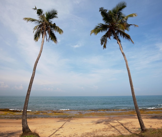 Plage tropicale