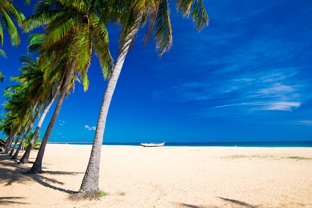 Plage tropicale