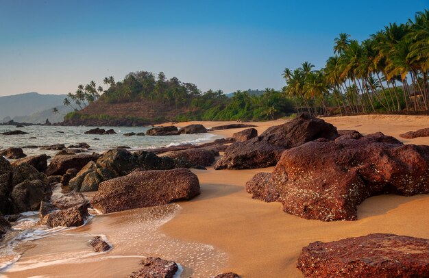 Plage de villégiature avec palmiers à Goa Inde