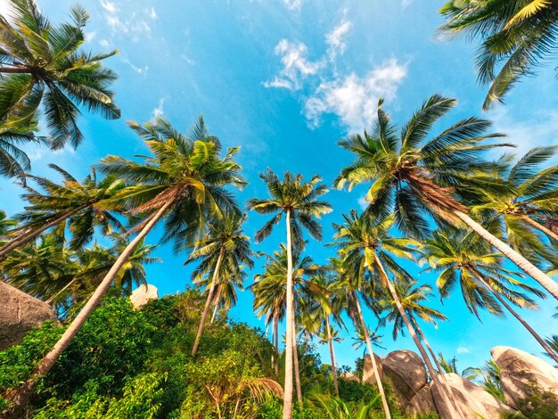 Plages et cocotiers sur une île tropicale