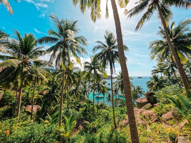 Plages et cocotiers sur une île tropicale