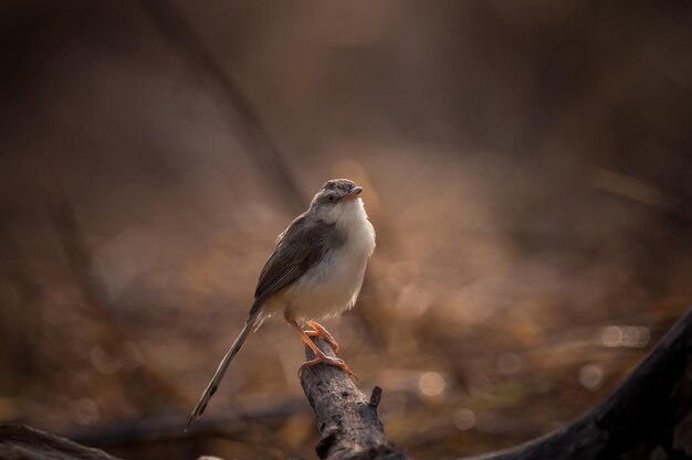 Plain Prinia Il tire de manière rétro-éclairée