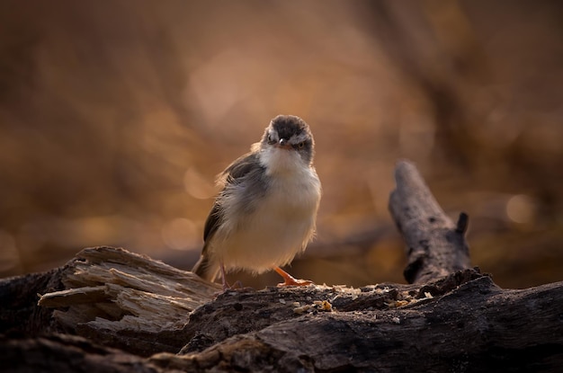 Plain Prinia Il tire de manière rétro-éclairée