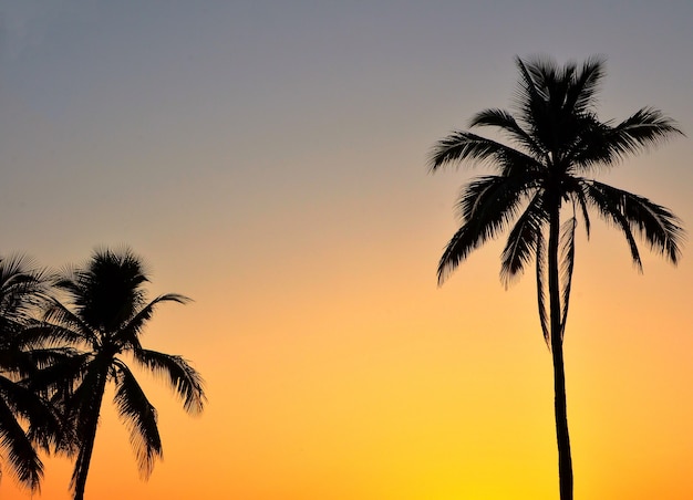 Plam arbre sur la plage dans le ton du film vintage