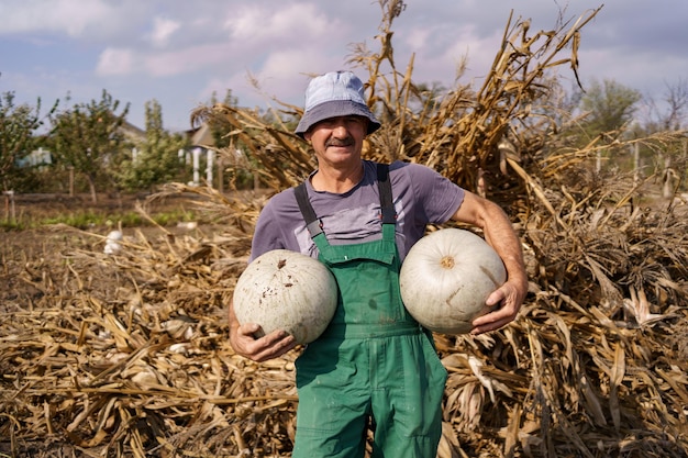 Plan arrière d'un authentique agriculteur senior avec des citrouilles sur un champ de maïs