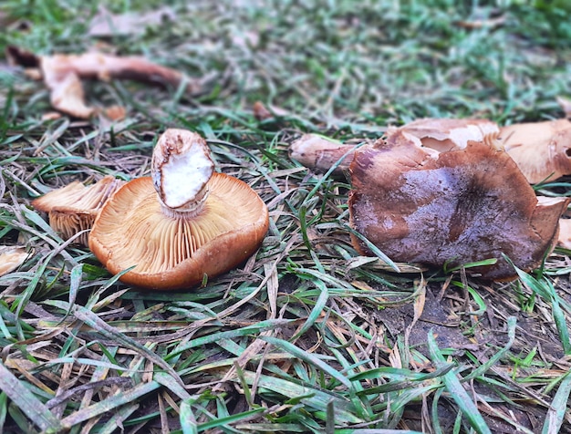 Plan de champignons Russula Integra cassés sur l'herbe Champignons bruns cassés dans l'herbe