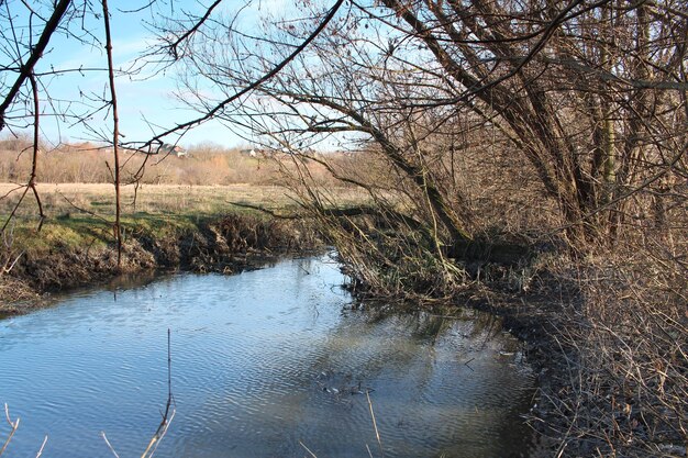 Un plan d'eau avec des arbres en arrière-plan