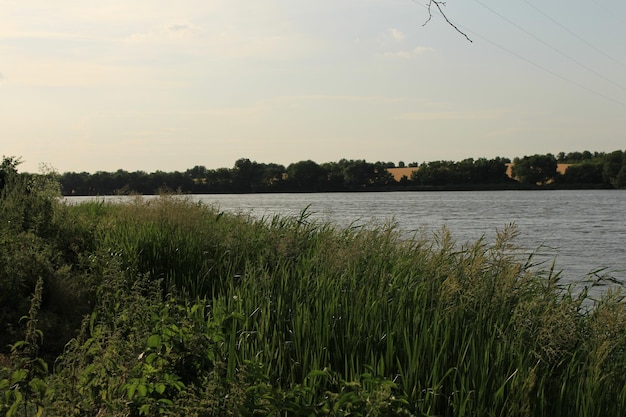 Photo un plan d'eau avec de l'herbe et des arbres