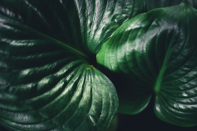 Plan de feuilles vert foncé sur fond noir