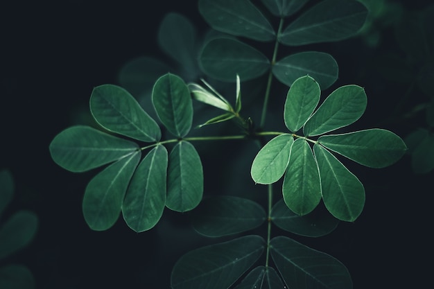 Plan de feuilles vert foncé sur fond noir