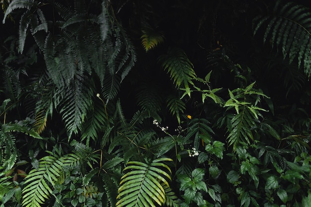 Plan de feuilles vert foncé sur fond noir