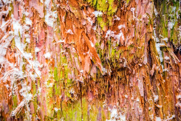 Plan d&#39;un fond texturé en bois, de près. Cypress, écorce, détail, coloré, coffre, après, neige