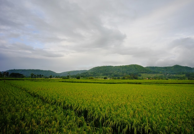 Plan large d'une rizière ou d'une usine de riz dans un village d'Indonésie.