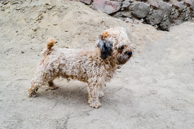 Plan latéral d'un chien