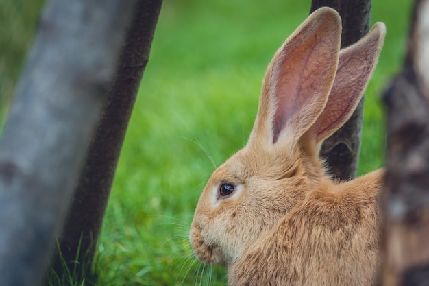 Plan latéral de la première moitié du lapin entouré d'arbres