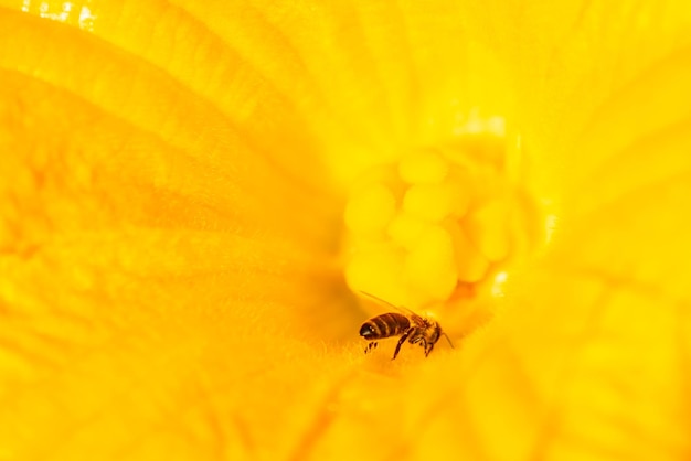 Plan macro sur une abeille butinant du pollen sur une fleur de citrouille