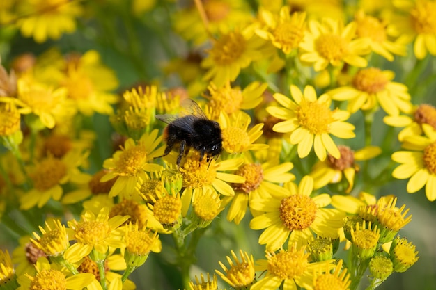 Plan macro abstrait de fleurs de séneçon jaune avec bourdon serching pour le nectar