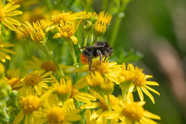 Plan macro abstrait de fleurs de séneçon jaune avec bourdon serching pour le nectar