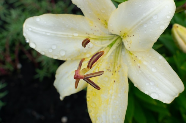 Plan Macro de belles fleurs de lys blanc ou de fleurs de lys