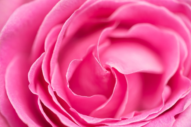 Plan macro sur bouton de rose rose fond naturel mise au point sélective